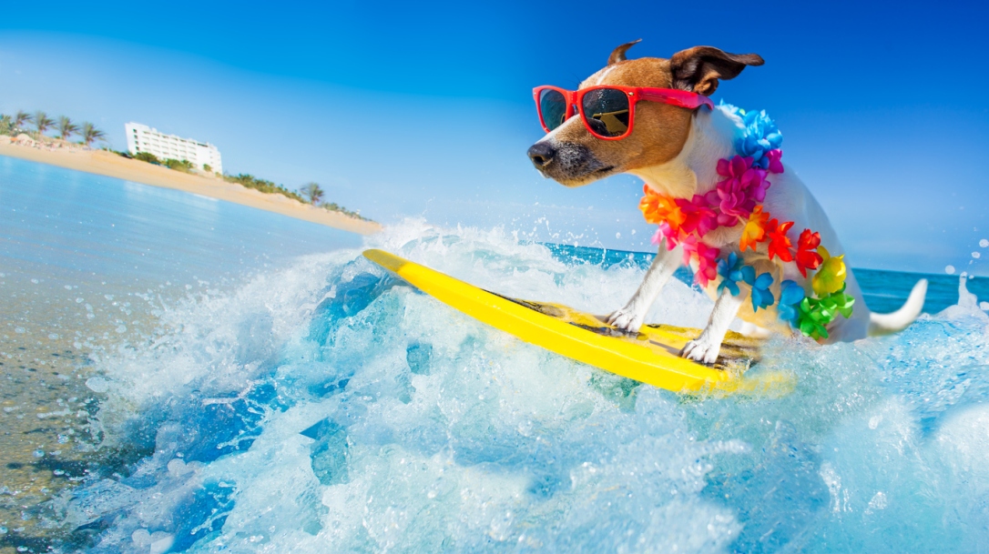 dog surfing on a wave